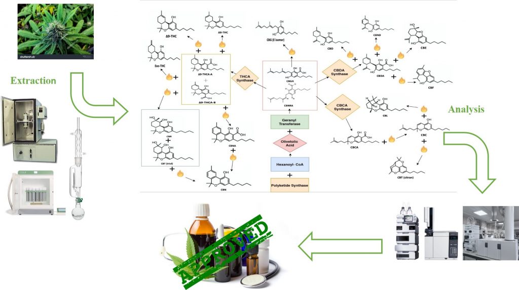 Phytocannabinoids - Detection And Quantification Of Therapeutically And ...